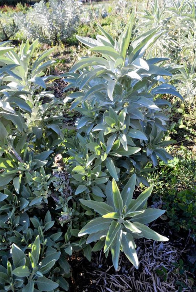 Sauge blanche sacrée - Salvia apiana - Vivace arbustive